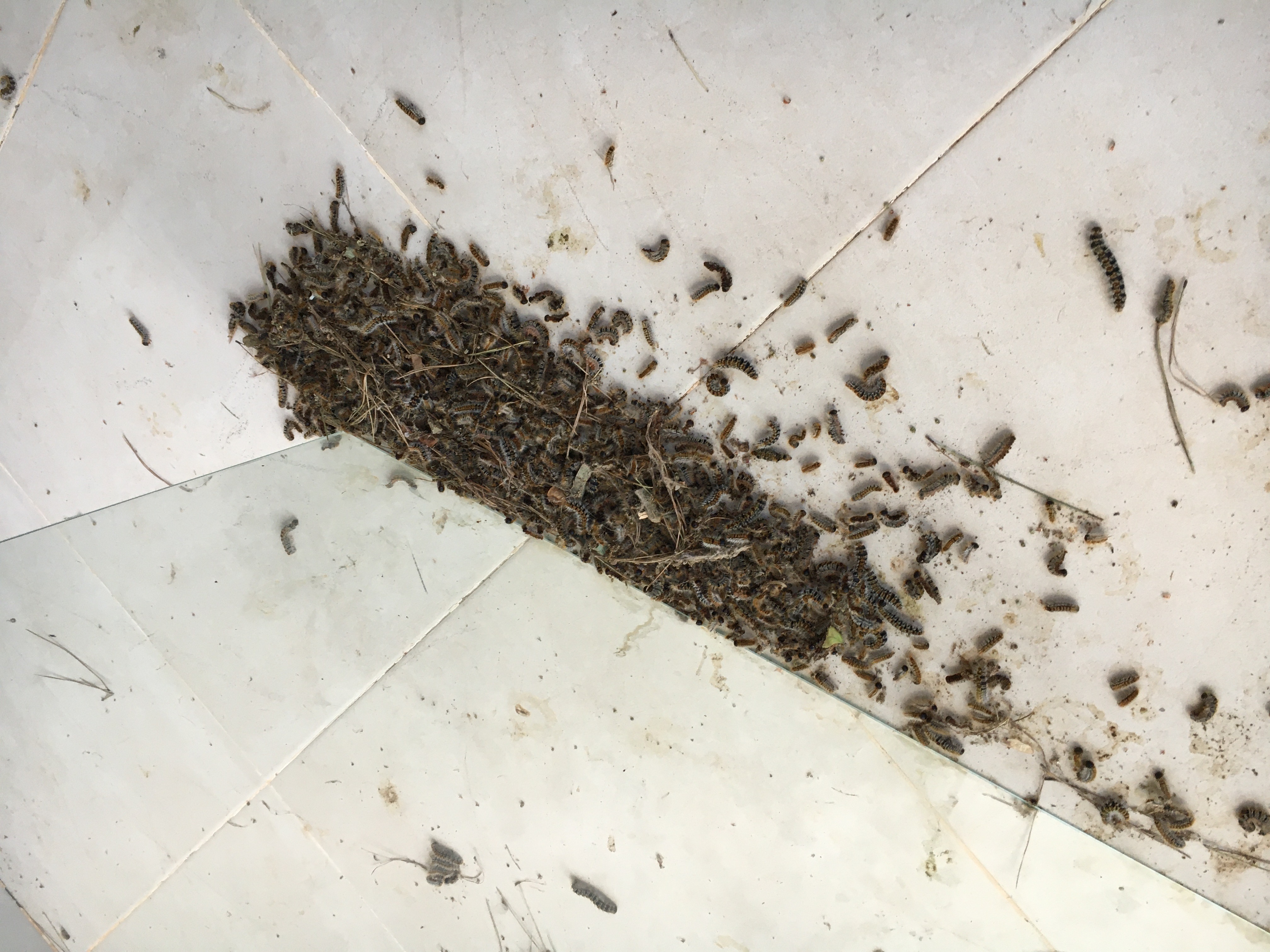 Foto de contaminación - Plagas de orugas en los pinares de Cala Vignes. Hay que tener cuidado y proteger la piel cubriendo brazos y piernas.