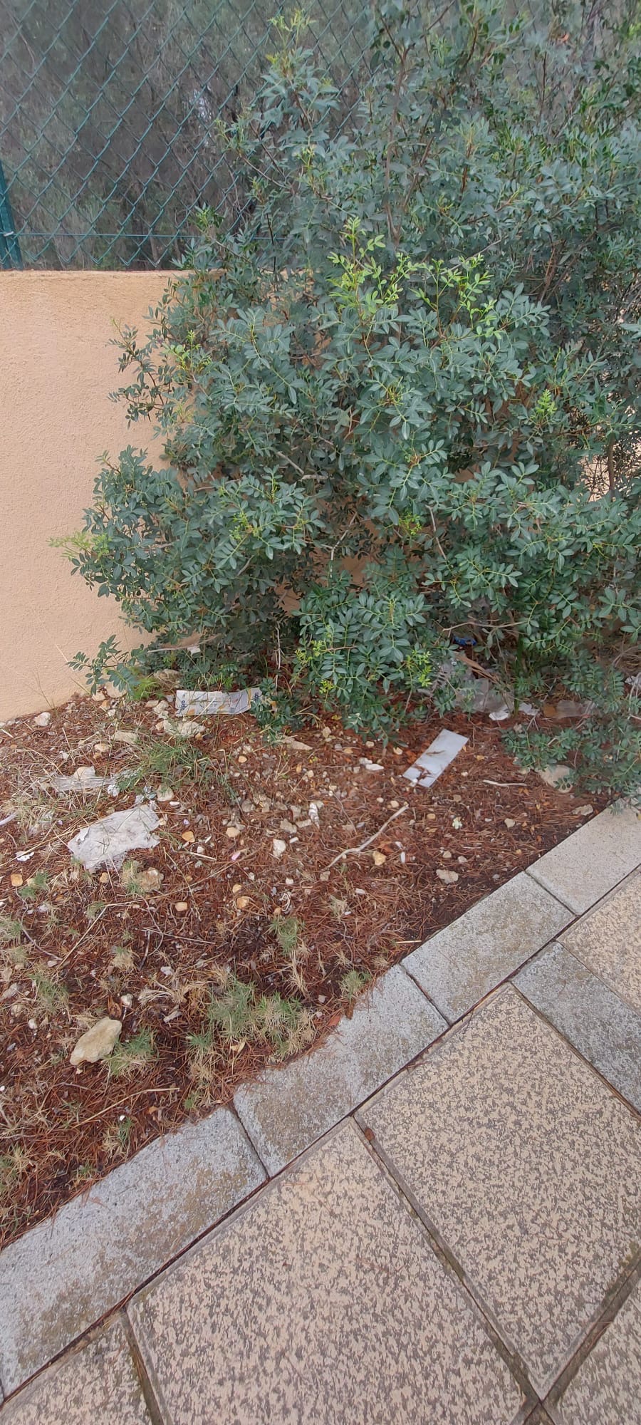 Foto de contaminación - Sol de Mallorca: pinos, mar, tranquilidad. Qué triste ver que hay quienes no respetan ni siquiera el lugar que llaman casa. La belleza merece cuidado.