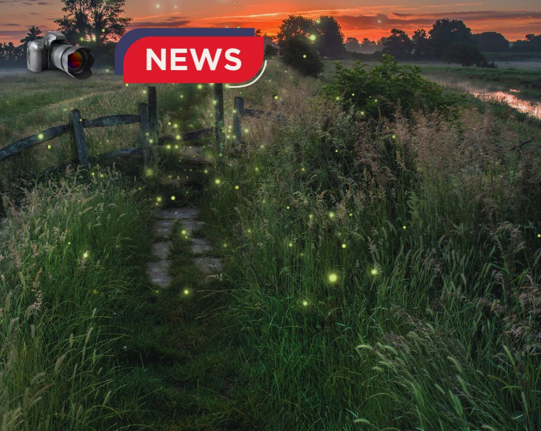Foto de contaminación - La contaminación lumínica no solo dificulta la observación del cielo, sino que también amenaza a la fauna. En Florida, la población de luciérnagas ha disminuido debido a la luz artificial, la pérdida de hábitat y los pesticidas, lo que preocupa por su papel en la polinización y el control de plagas.