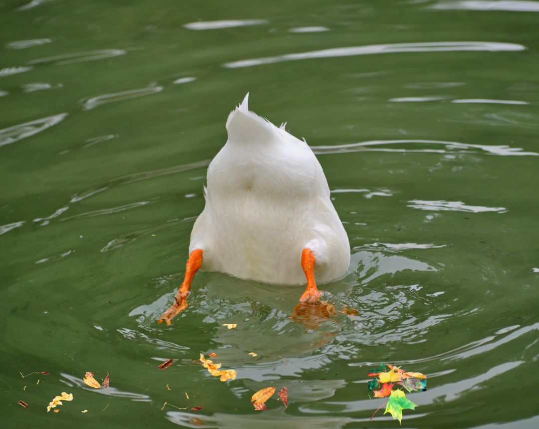 Foto de La conservación de estas aves es fundamental, ya que muchas están incluidas en programas de protección debido a la pérdida de hábitat y la contaminación de los espacios naturales. ¡Menos mal!