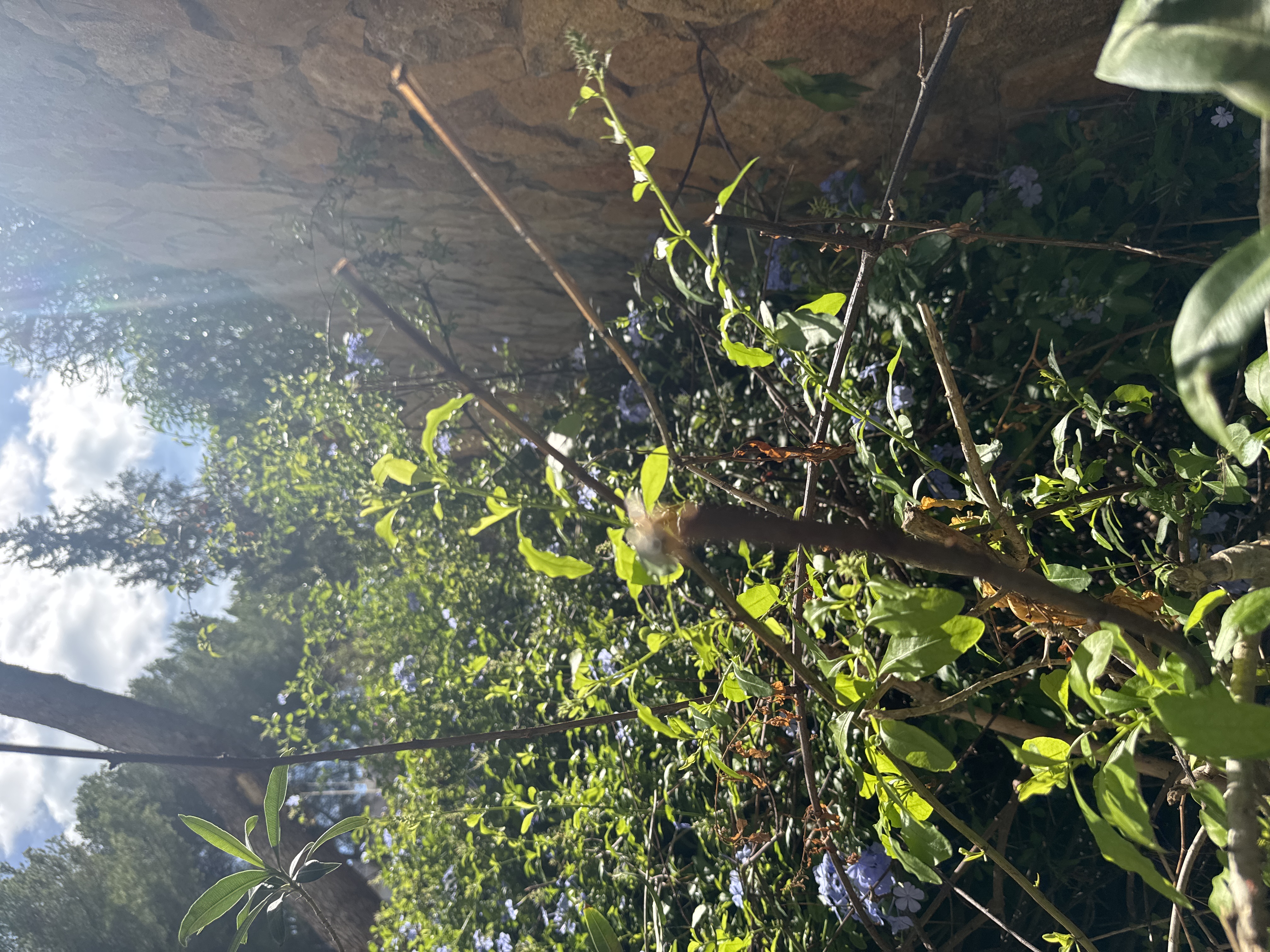Foto de Hola, he conseguido hacer una fotografía a una pequeña abeja en mi jardín no es gran cosa pero gracias a ellas seguiremos viviendo el día que desaparezcan moriremos todos. Espero que eso no ocurra.