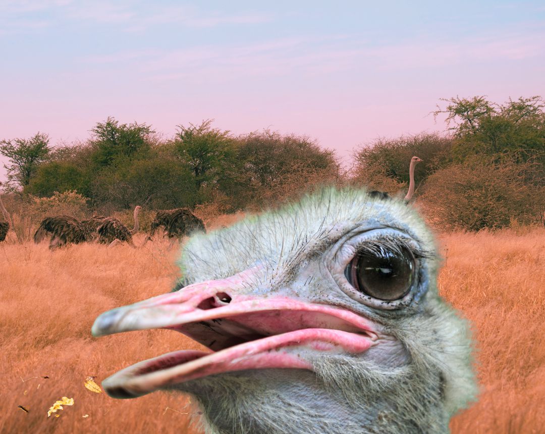 Foto de Me encantan estos animales, son raros porque no vuelan pero corren que paqué.