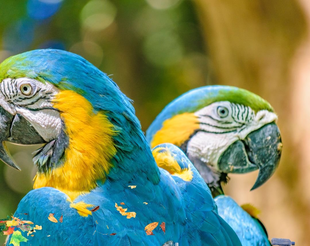 Foto de 🌍 Operativo global en defensa de la fauna 🐾
Una acción internacional liderada por INTERPOL y la Organización Mundial de Aduanas ha permitido el rescate de cerca de 20.000 animales vivos pertenecientes a especies protegidas o en riesgo de extinción. Esta operación, considerada la más extensa de su tipo hasta ahora, contó con la participación de 138 países y regiones 🌐, y culminó con 365 arrestos relacionados con el tráfico ilegal de vida silvestre 🌳🚫.