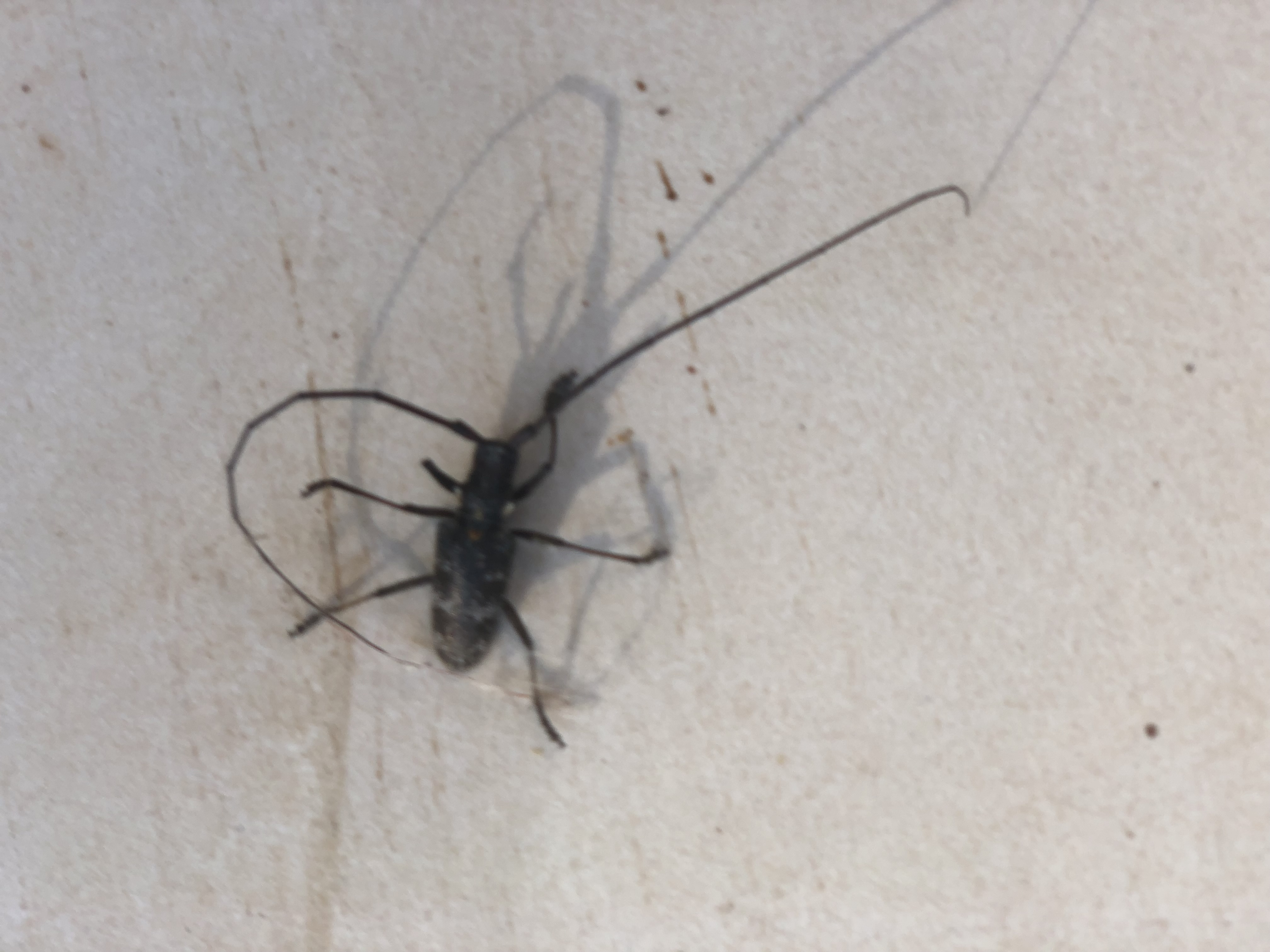 Foto de Esta mañana me he encontrado con este bicho pegado al cristal de mi ventana, pero he decidido no de mandarlo porque no conozco cuáles son mis derechos jeje jeje. Bueno, es una broma, simplemente lo he soltado en la naturaleza más próxima a mi casa