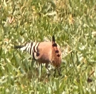 Foto de 🐦🔥La bombilla es una especie de ave muy llamativa y reconocible por su cresta de plumas 😉anaranjadas con puntas negras que despliega como un abanico. Cada año viene a mi jardín.