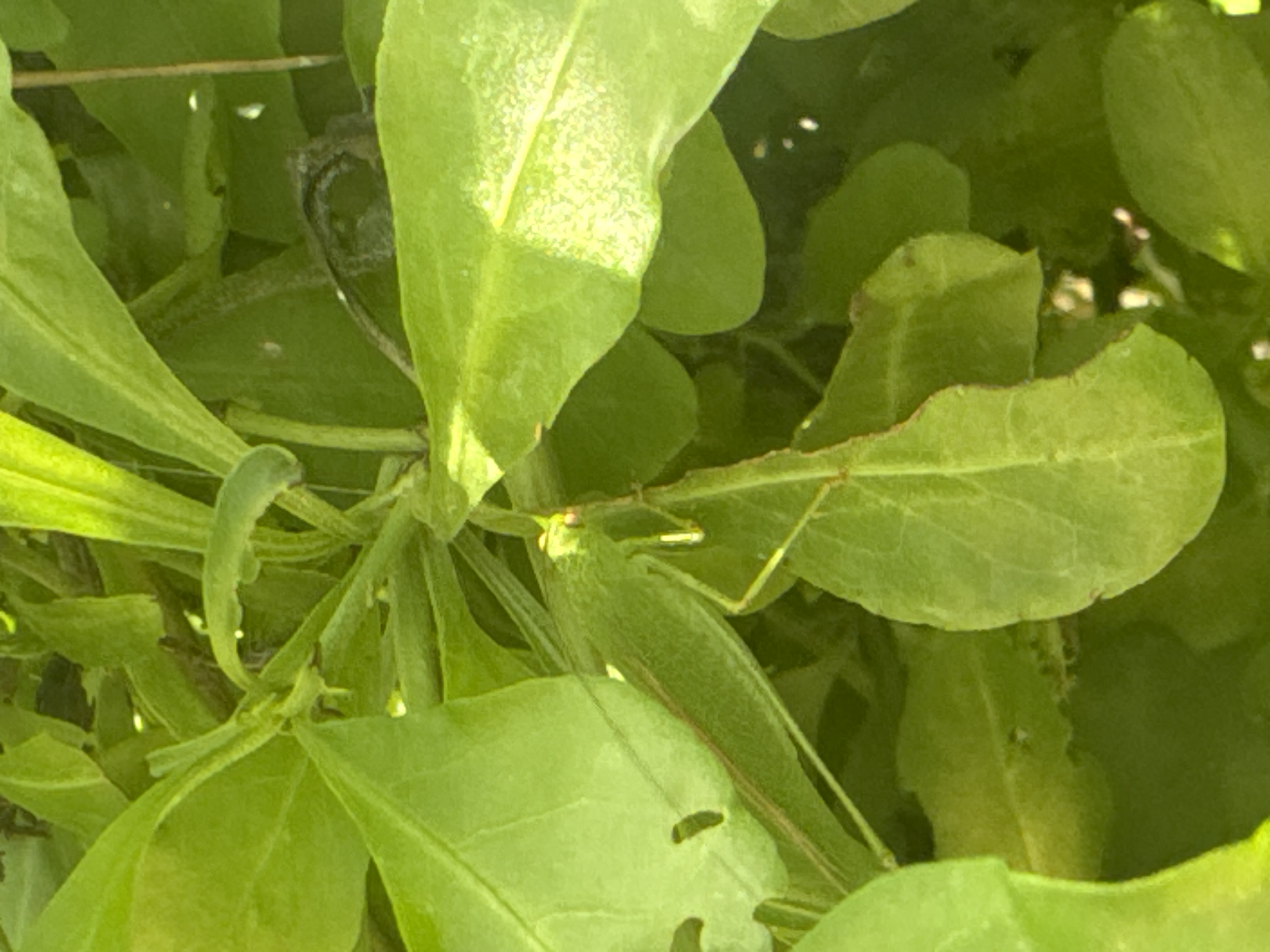 Foto de 🦗He conseguido hacer una foto a un saltamontes verde en una de las plantas de mi jardín, pero está tan bien camuflado que parece la misma planta. Mirar la foto a ver si lo encontráis😊
