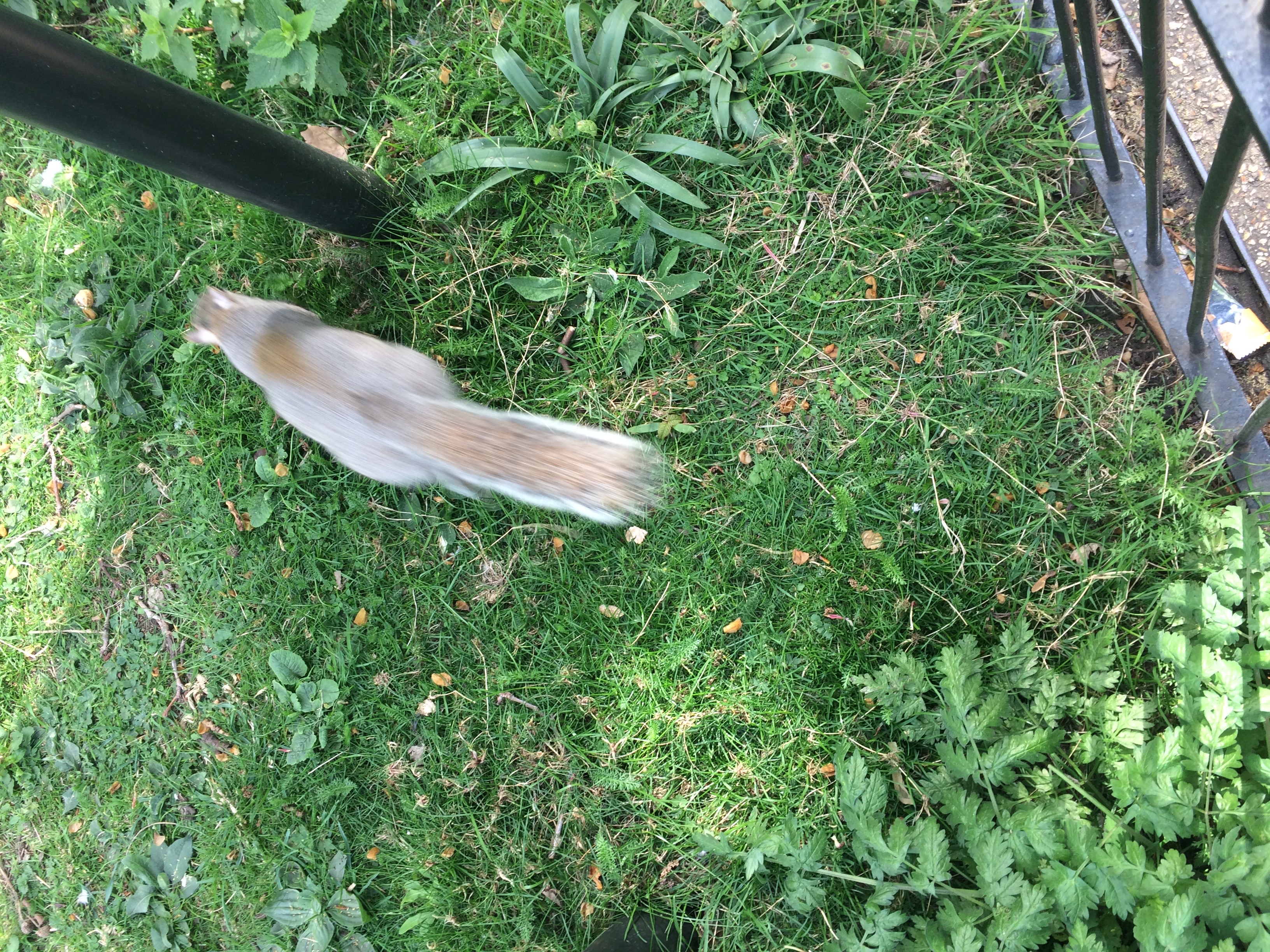 Foto de Esta es la foto que le hice a una ardilla allí en el parque la ciudad de Londres por lo visto estos animales son muy concurridos en esta ciudad, pues puedes verlos en muchísimos parques
