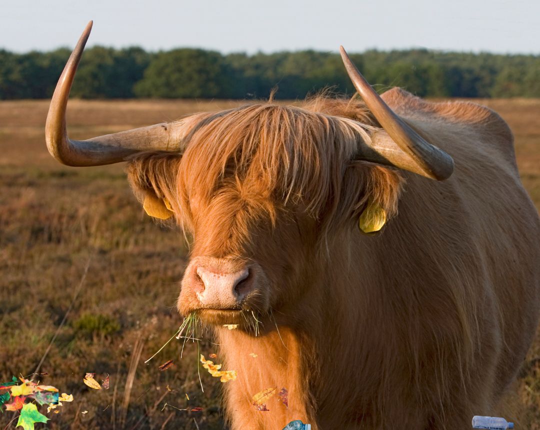Foto de Casos de enfermedad en Cataluña 🐄🦠
Se han registrado nueve focos de dermatosis nodular transmisible en ganado vacuno en la región catalana. Las autoridades sanitarias veterinarias están aplicando medidas de control 🛑 para impedir su diseminación y proteger la salud animal.