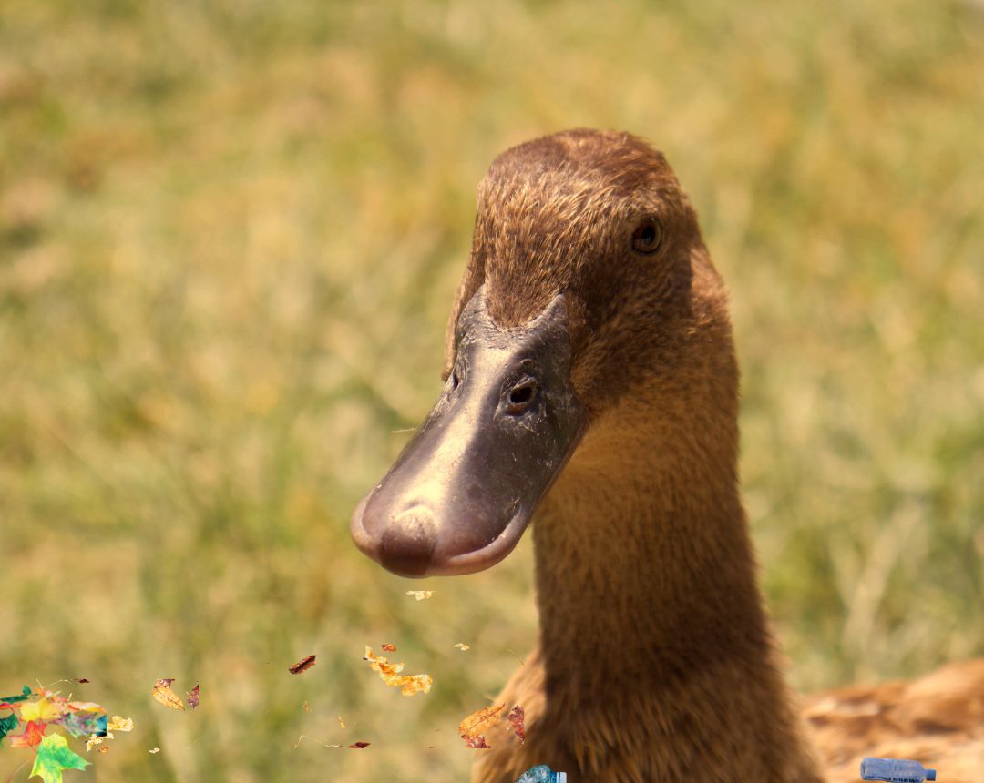 Foto de Cada vez que voy al parque del Retiro en Madrid, veo menos patos. Me gustaría que se volviera a repoblar.