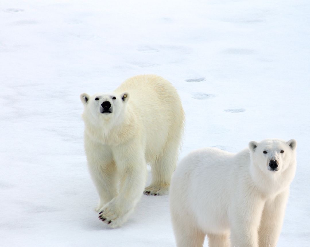 Foto de Estos animales son tan feroces que convendría no estar muy cerca cuando se enfadan.