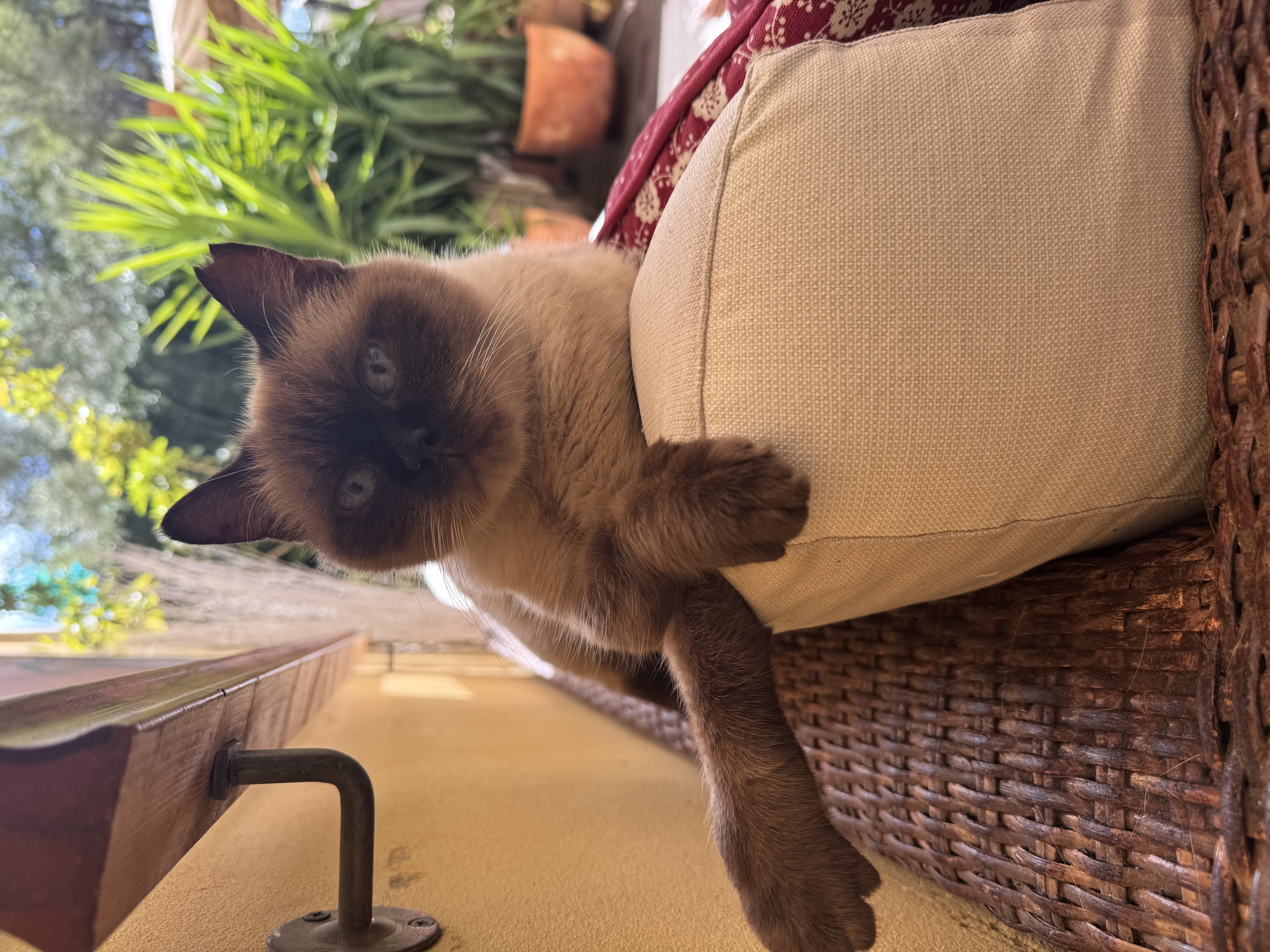 Foto de Esta gata es de la raza siamés creo que, según leía hace tiempo significa del reino de Siam, es decir de Tailandia. Por lo visto en aquellos tiempos, se las consideraba sagradas y vivían en los palacios, porque de alguna forma representaban a los ancestros y en cualquier caso, tenían conexión directa con el reino de los muertos.