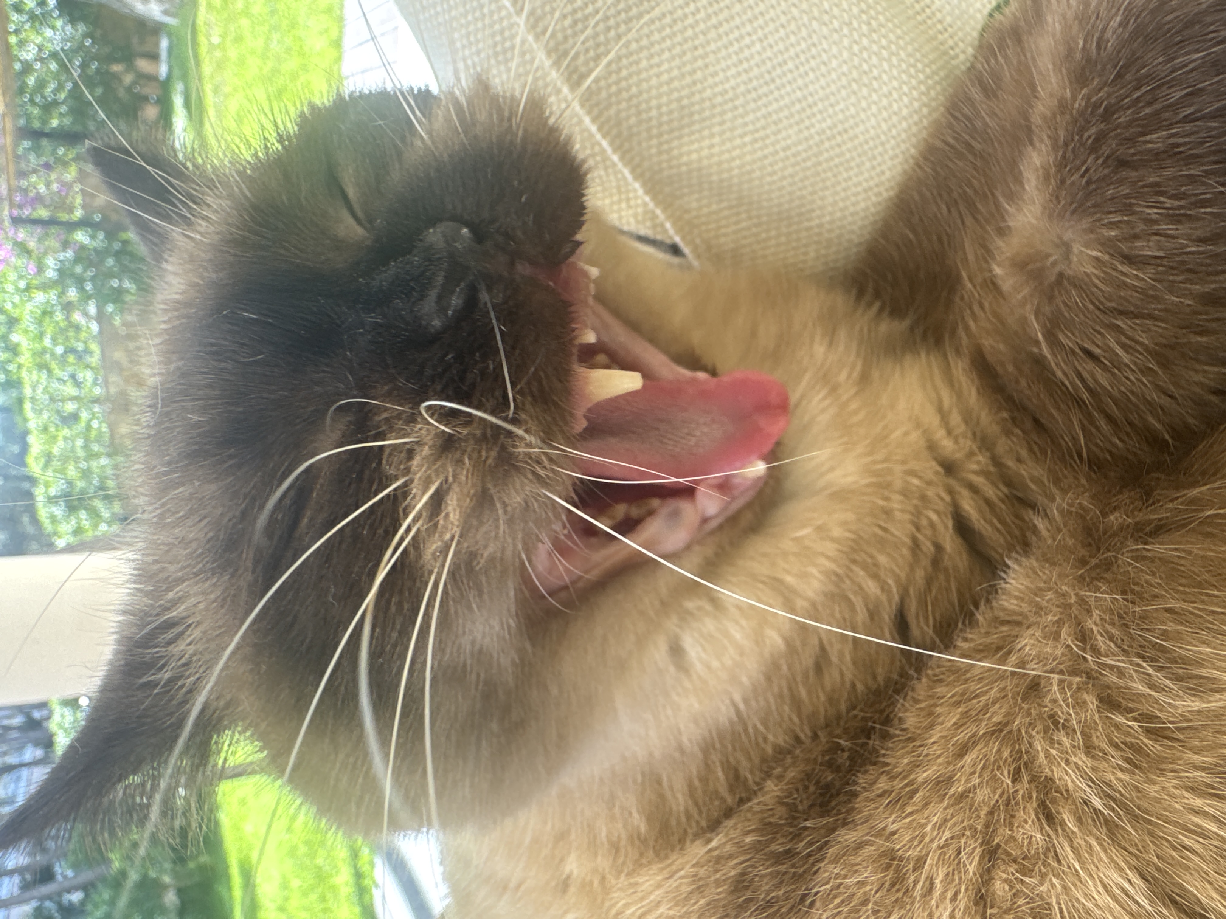Foto de Mi gato parece más fuerte que un tigre cuando lo miras le pides permiso para pasar, pero en el fondo es muy bueno.