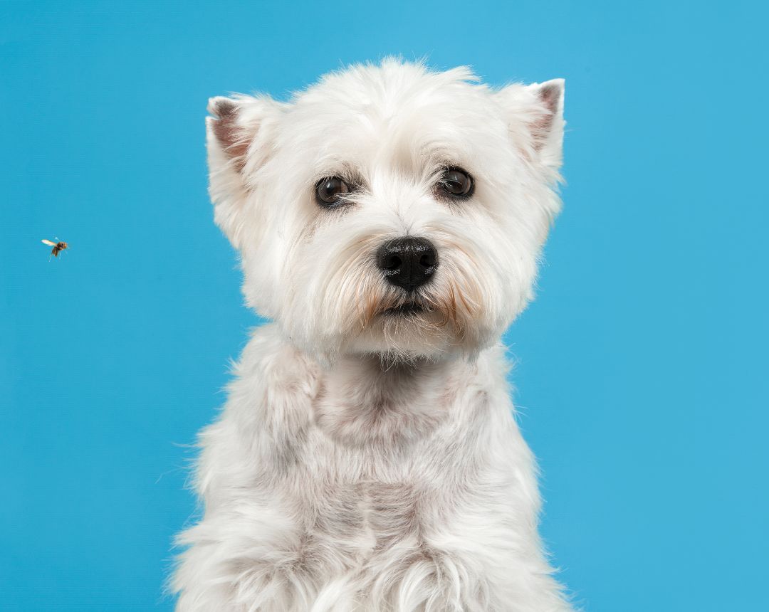 Foto de La ciudad capital de Colombia 🇨🇴 cerró con gran entusiasmo la Semana de Defensa y Bienestar de los Animales 2025, una propuesta que abarcó campañas de adopción 🏡, operativos médicos veterinarios 🩺, dinámicas pedagógicas 📚 y momentos de diálogo sobre la valoración de todas las especies vivas 🐾. Gracias a esta movilización, 26 compañeros peludos encontraron una familia que los acoge con amor 💕, y se fortaleció el compromiso colectivo hacia