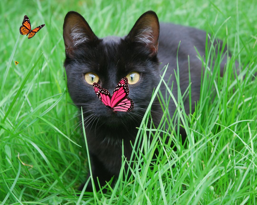 Foto de En la ciudad de Terrassa 🏙️, el gobierno local ha decidido pausar provisionalmente la entrega en adopción de felinos negros 🐈⬛ hasta que finalicen las celebraciones de Halloween 🎃. Esta determinación busca prevenir posibles rituales o prácticas impulsadas por creencias supersticiosas 🔮 que podrían poner en riesgo la integridad de estos animales.
💡 Esta iniciativa evidencia una conciencia cada vez más profunda sobre la n